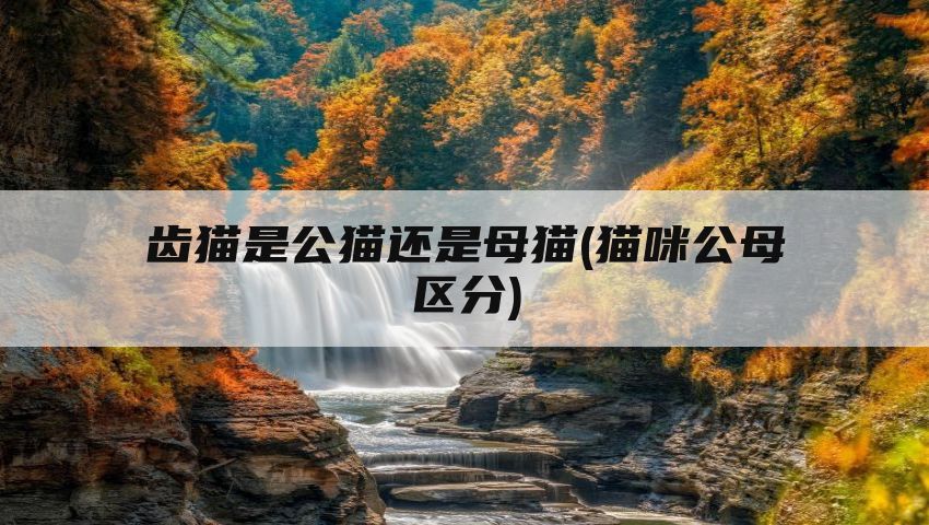 齿猫是公猫还是母猫(猫咪公母区分)